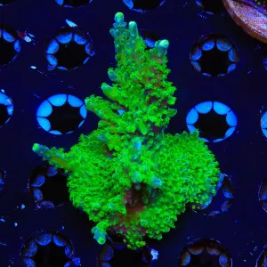 Paletta Tricolor Acropora Colony Coral