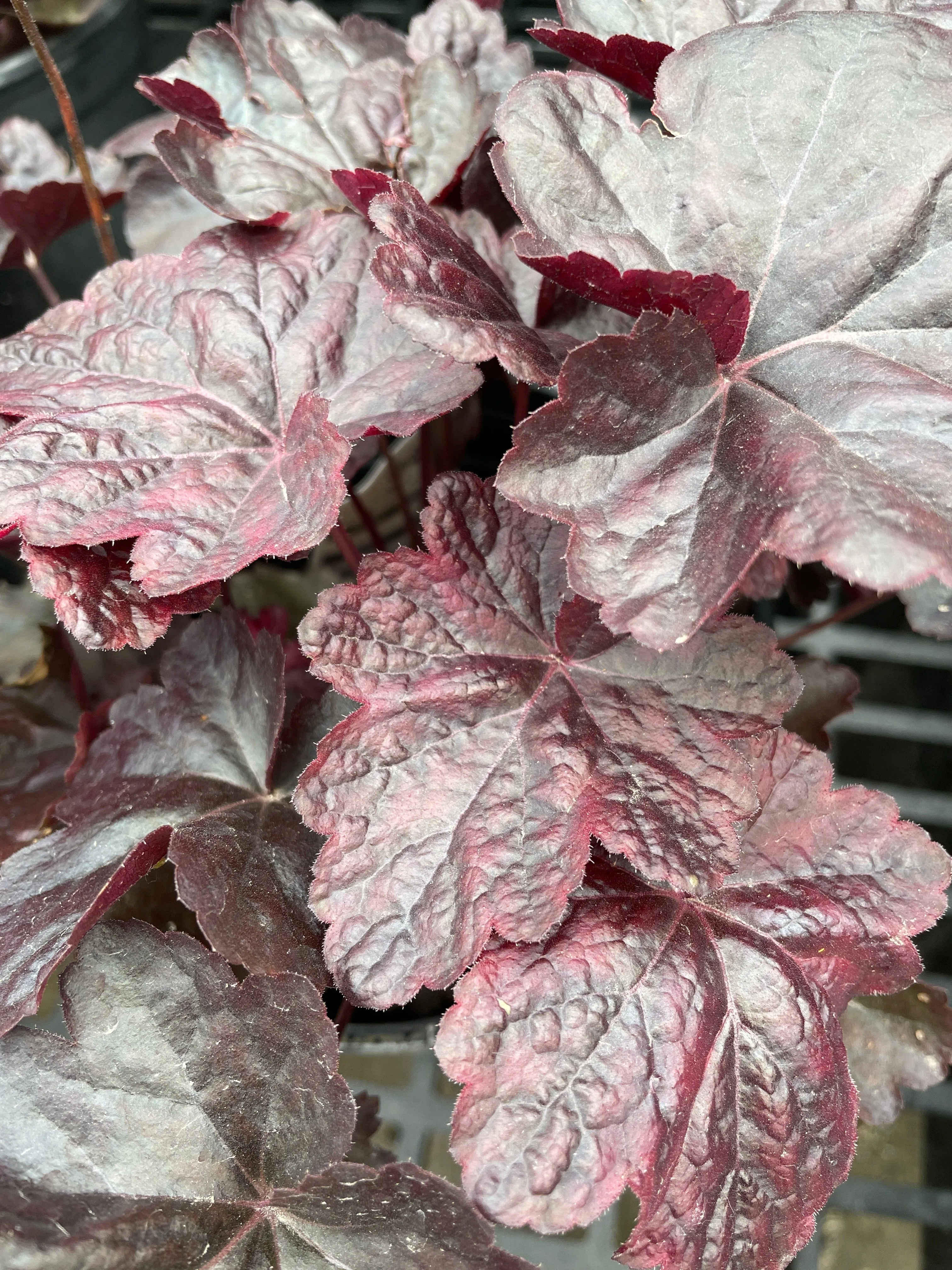 pot coral bells obsidian
