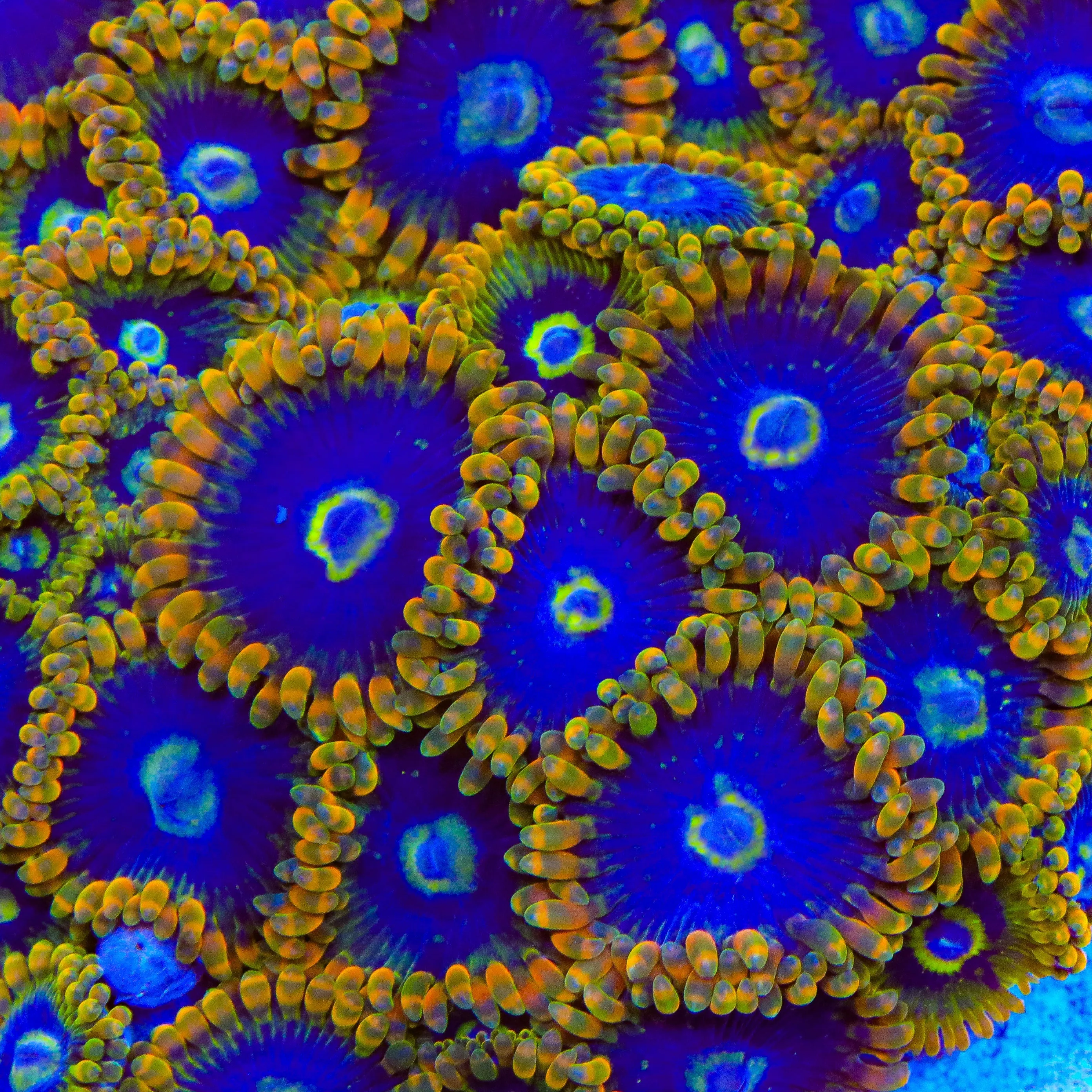 Rainbow Yoda Zoanthid Coral