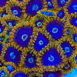 Rainbow Yoda Zoanthid Coral