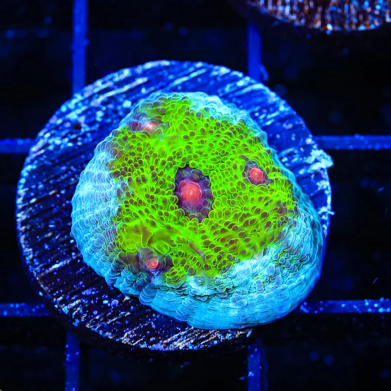 TSA Avatar Chalice Coral - BYR