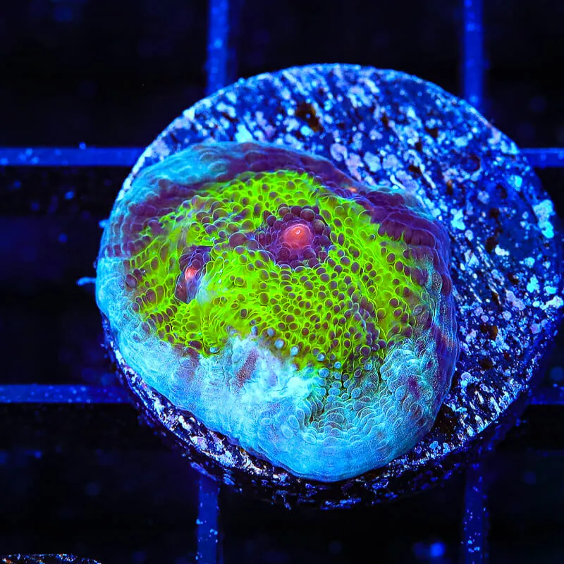 TSA Avatar Chalice Coral - BYR