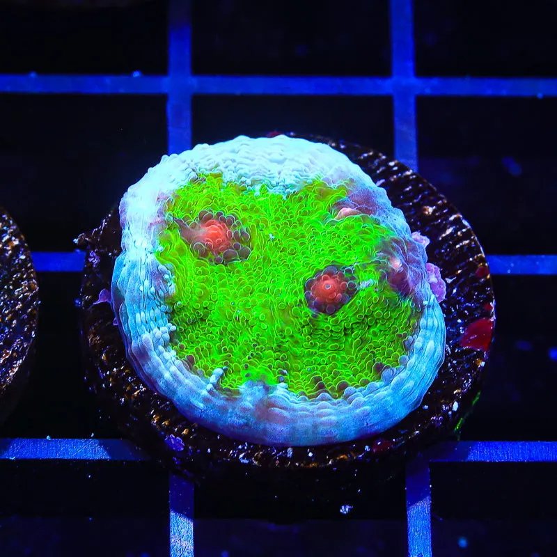 TSA Avatar Chalice Coral - BYR