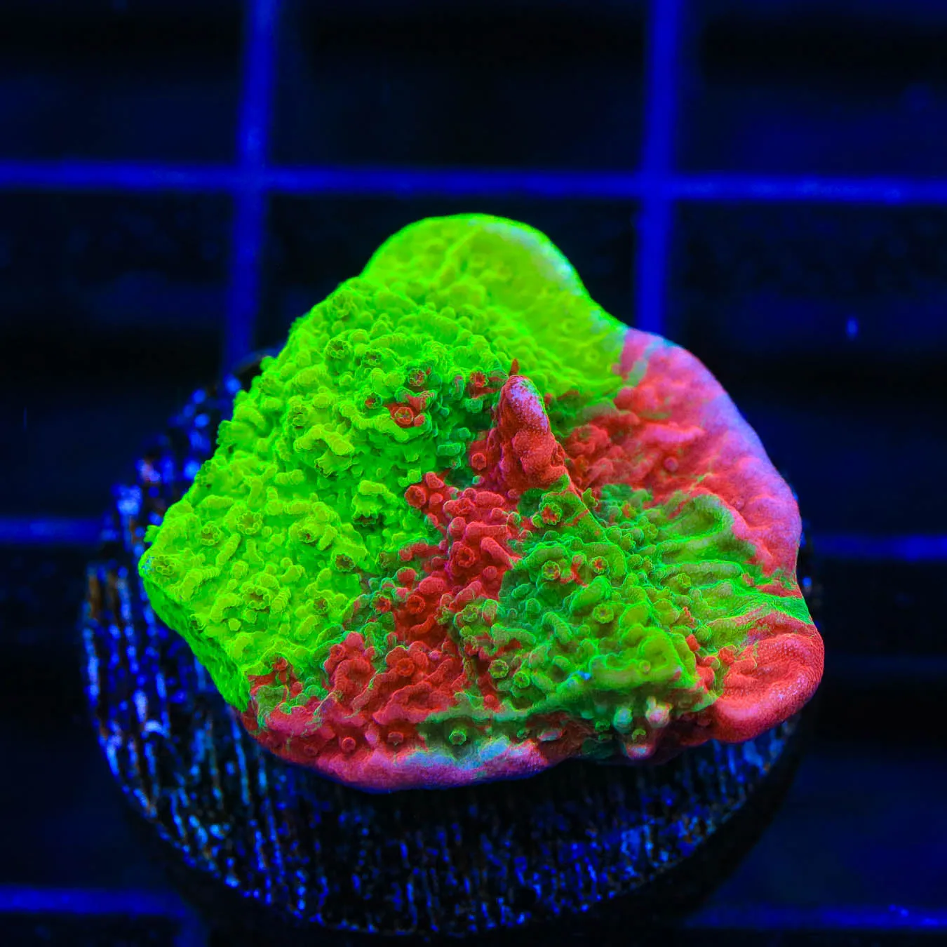 TSA Mind Melt Montipora Coral
