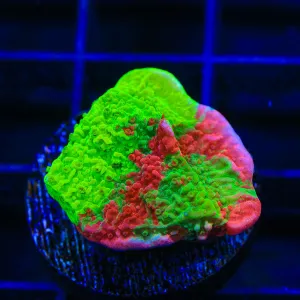 TSA Mind Melt Montipora Coral