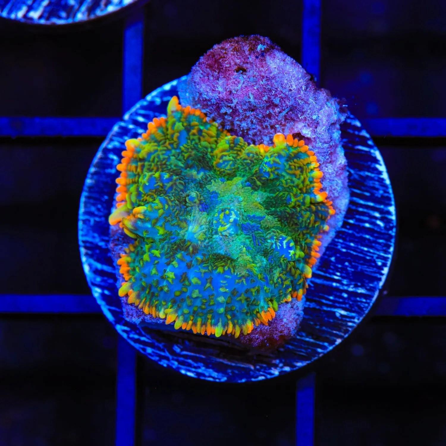 TSA Orange Ring Mushroom Coral