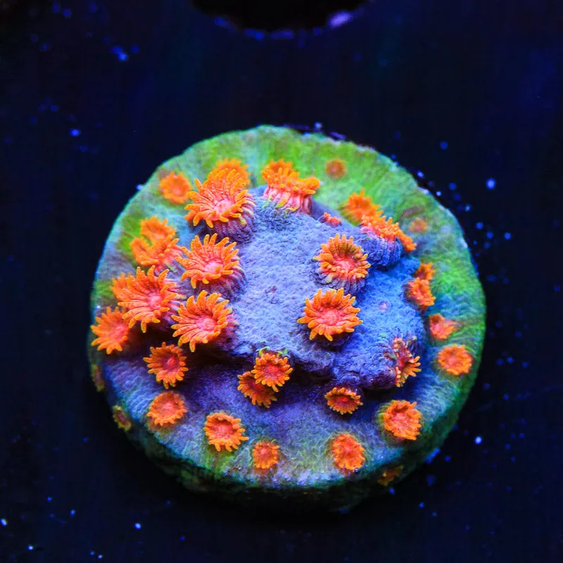 WWC Bizarro Cyphastrea Coral - BYR