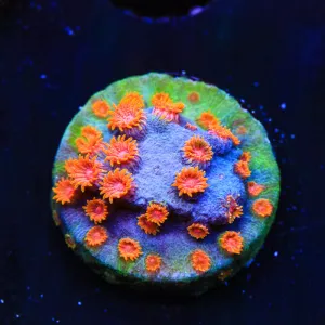 WWC Bizarro Cyphastrea Coral - BYR