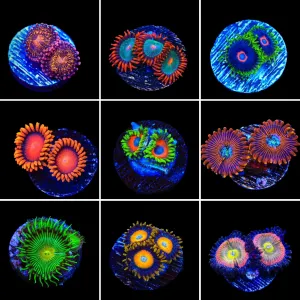 Zoanthids 3 Coral Frag Pack
